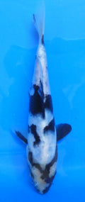 Japankoi Shiro Utsuri HQ