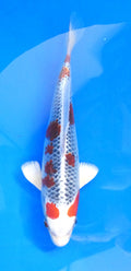 Japankoi Kujaku