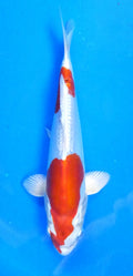Japankoi Kikusui HQ