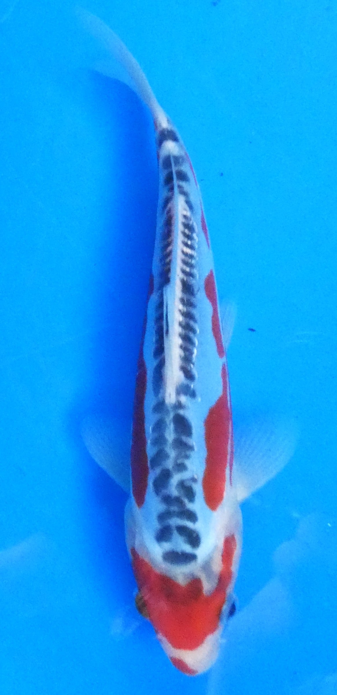 Japankoi Shusui HQ