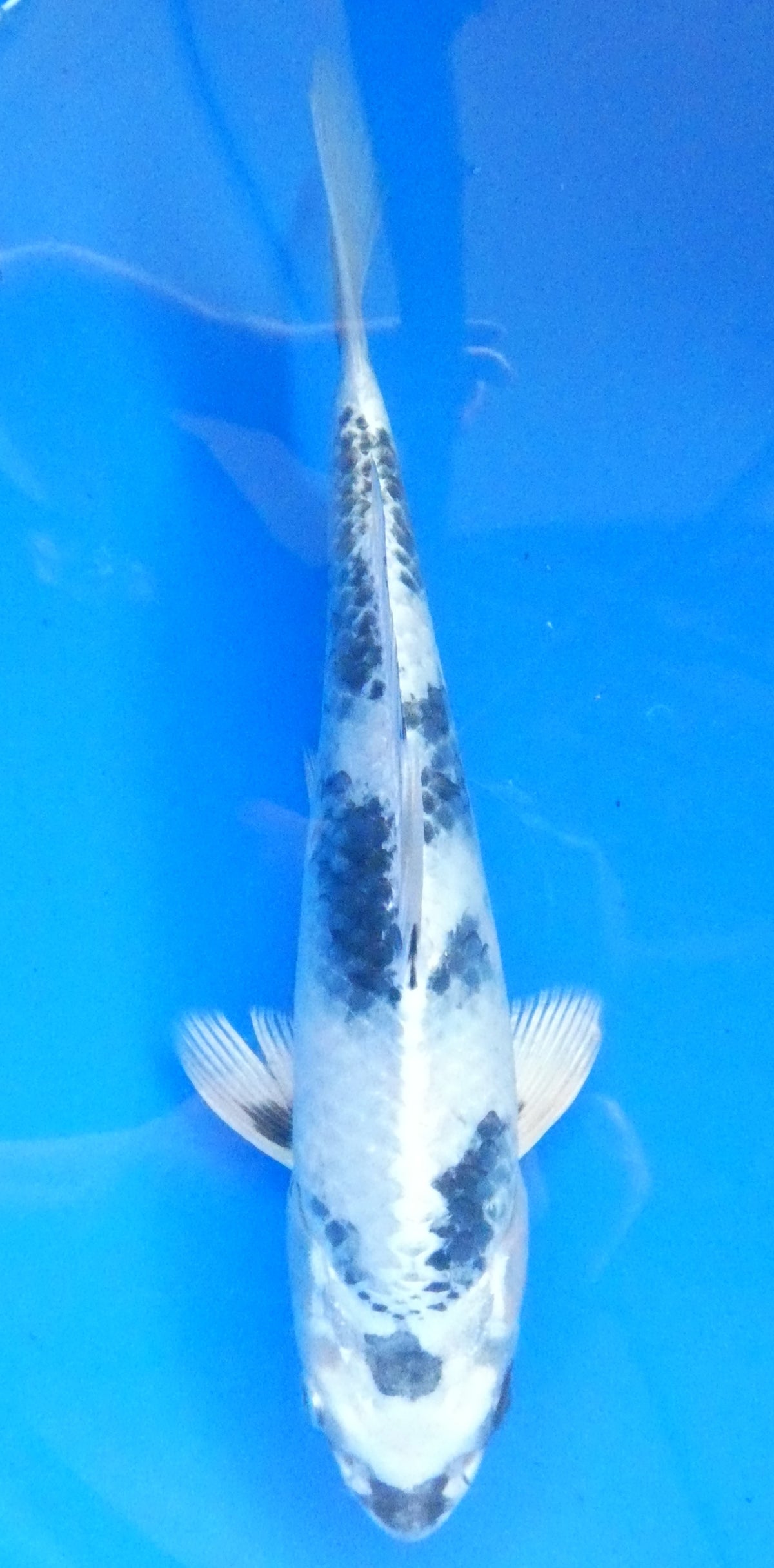 Japankoi Gin Shiro Utsuri HQ