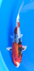 Japankoi Kin Showa HQ