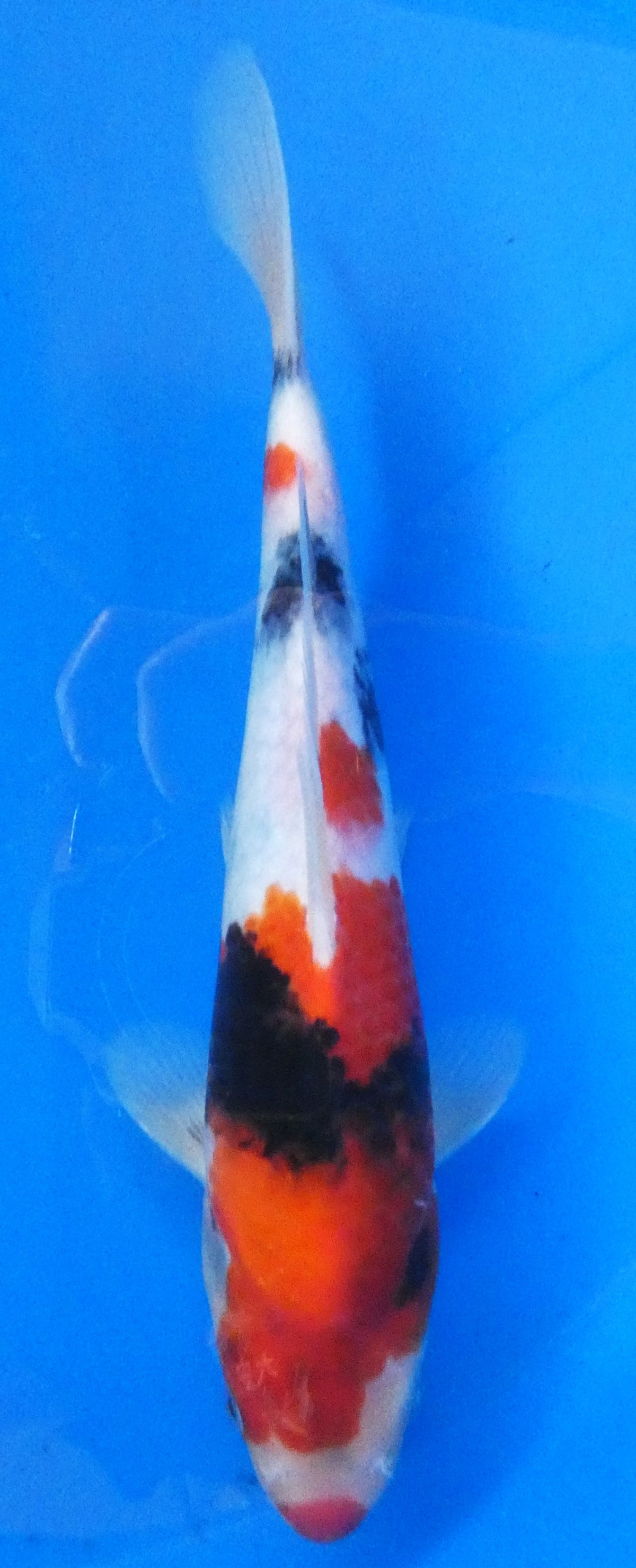 Showa HQ 38cm