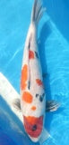 Japankoi Showa