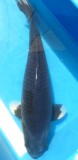 Japankoi Haijiro