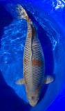 Japankoi Ochiba Shigure