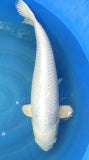 Japankoi Gin Matsuba