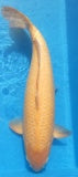 Japankoi Karashigoi