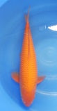 Japankoi Red Karashigoi