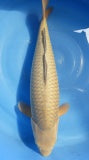Japankoi Chagoi