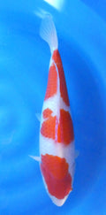 Japankoi Kohaku VHQ