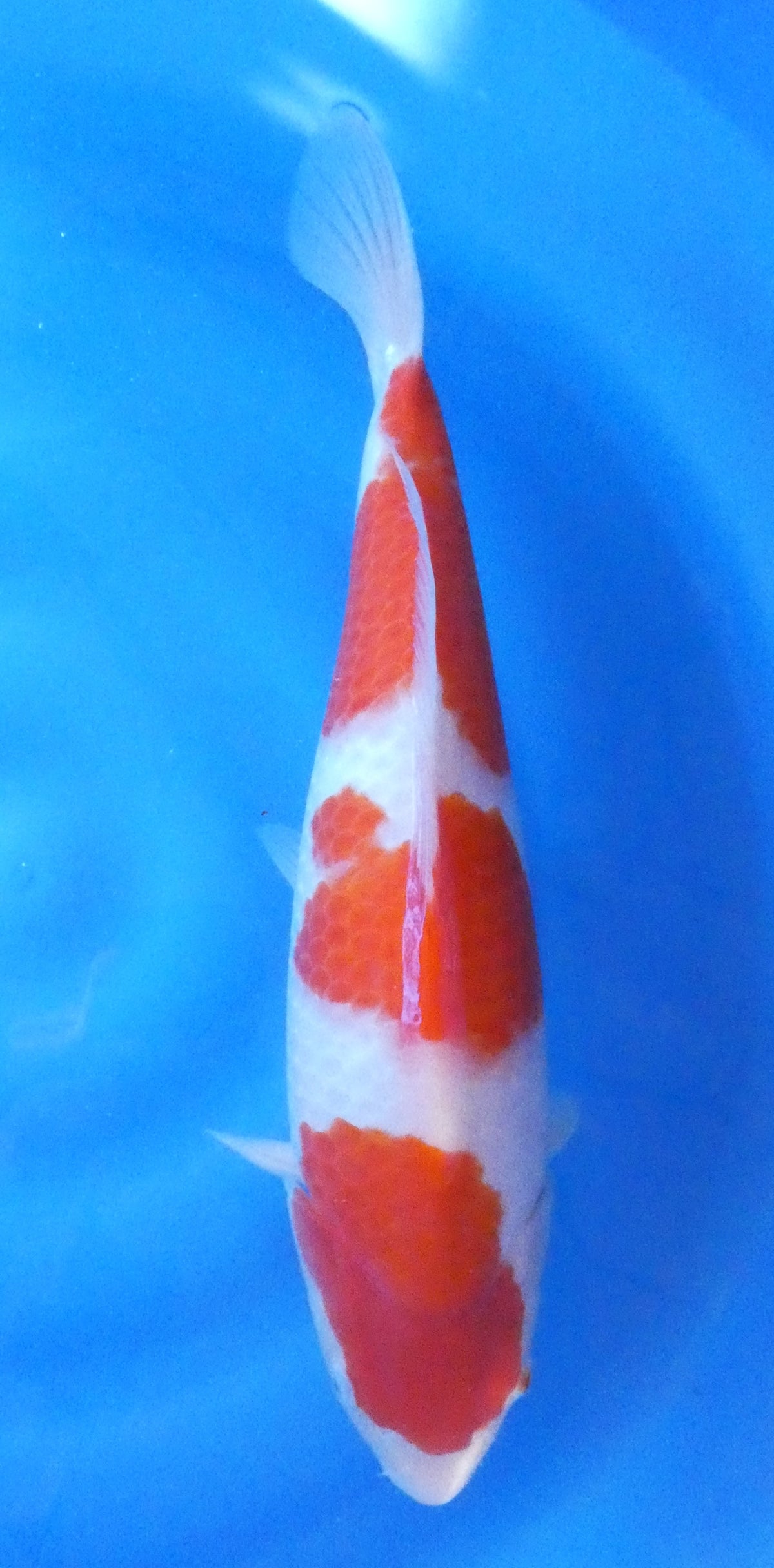 Japankoi Kohaku VHQ