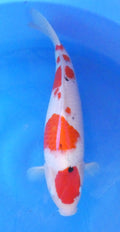 Japankoi Maruten Sanke HQ