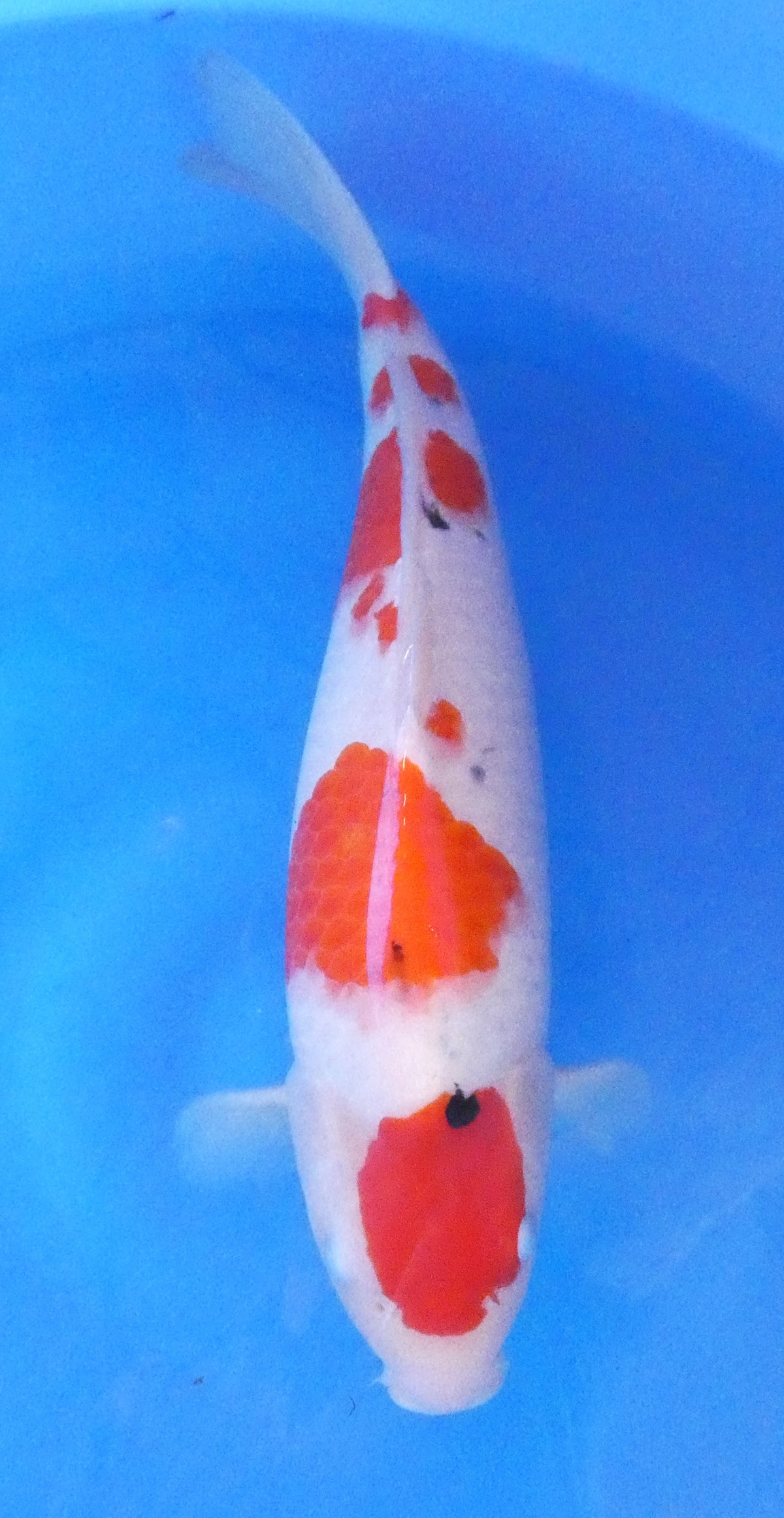 Japankoi Maruten Sanke HQ