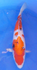 Japankoi Sanke HQ