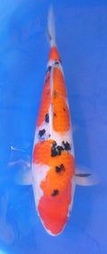 Japankoi Sanke HQ