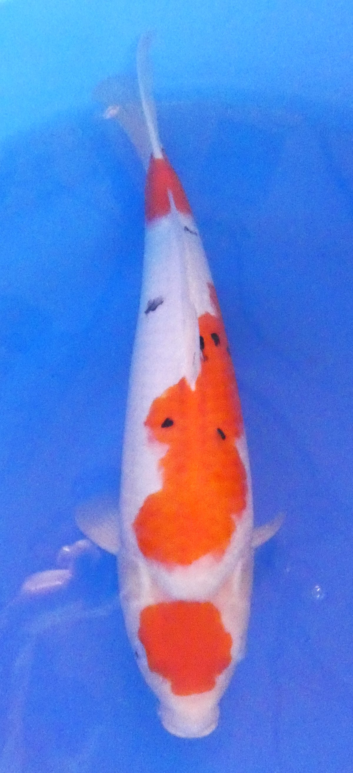 Japankoi Maruten Sanke HQ
