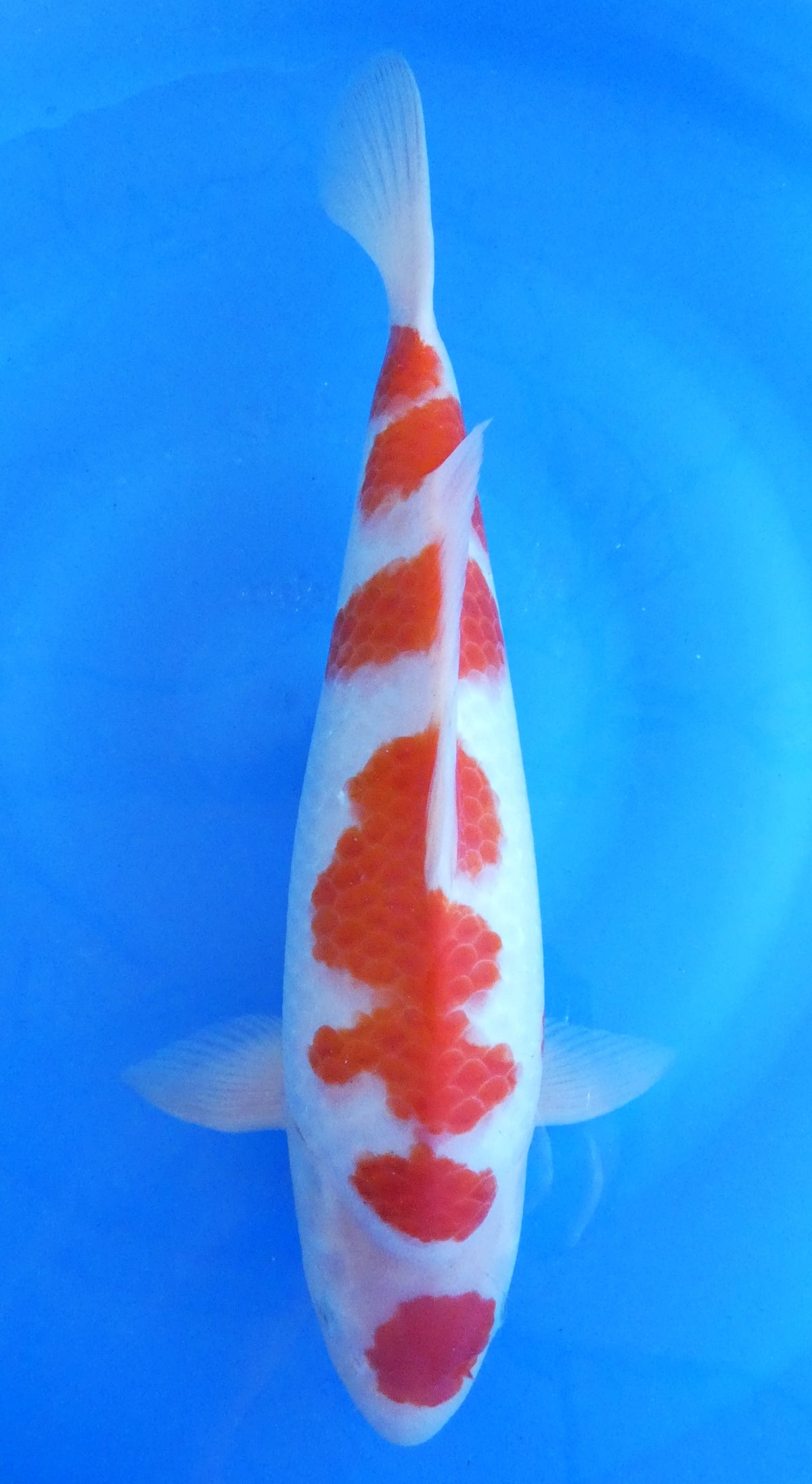 Japankoi Kohaku HQ