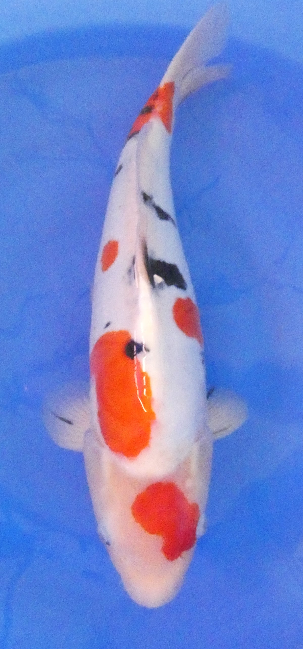 Japankoi Doitsu Sanke VHQ