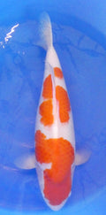 Japankoi Kohaku VHQ