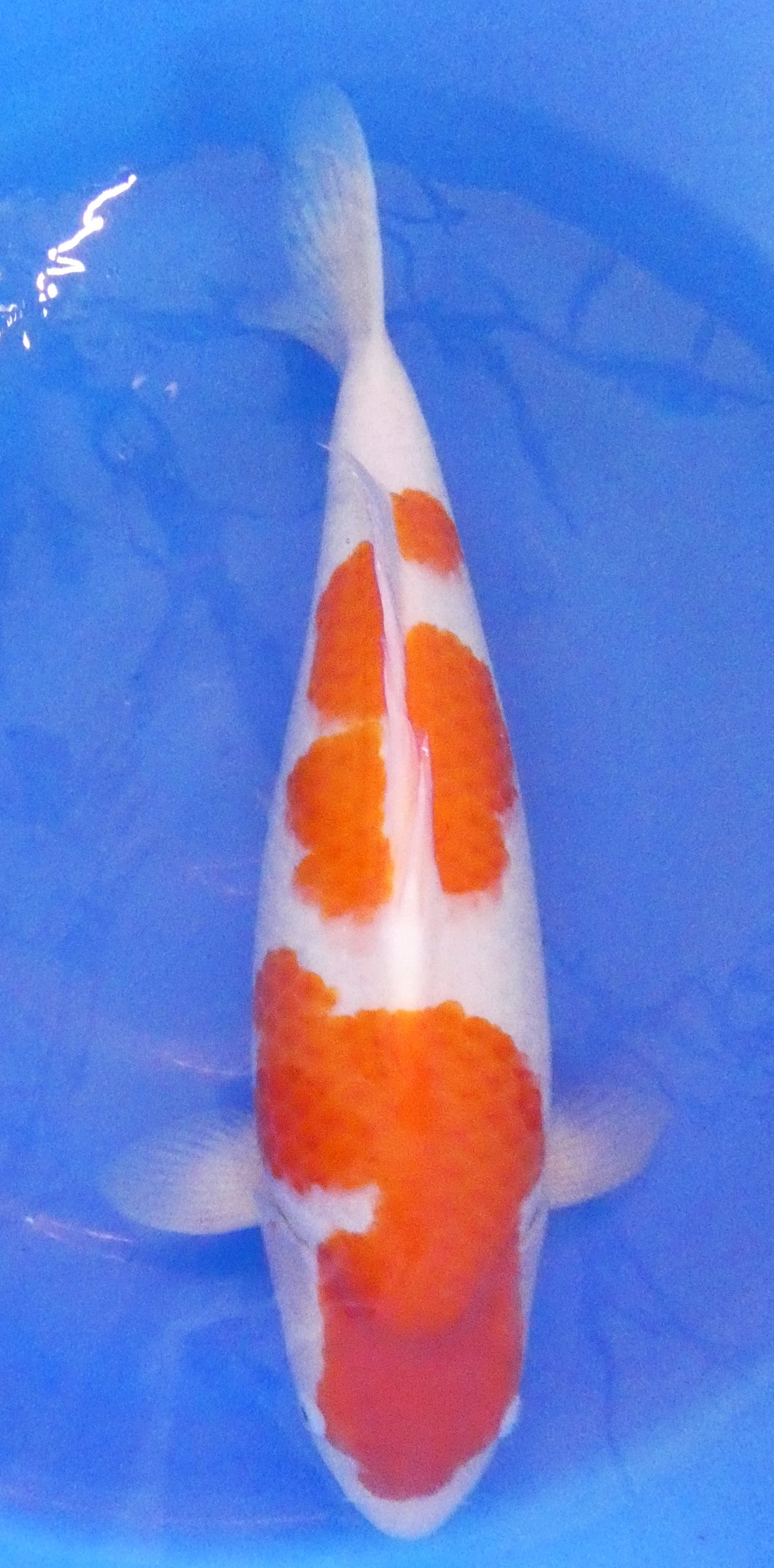 Japankoi Kohaku VHQ