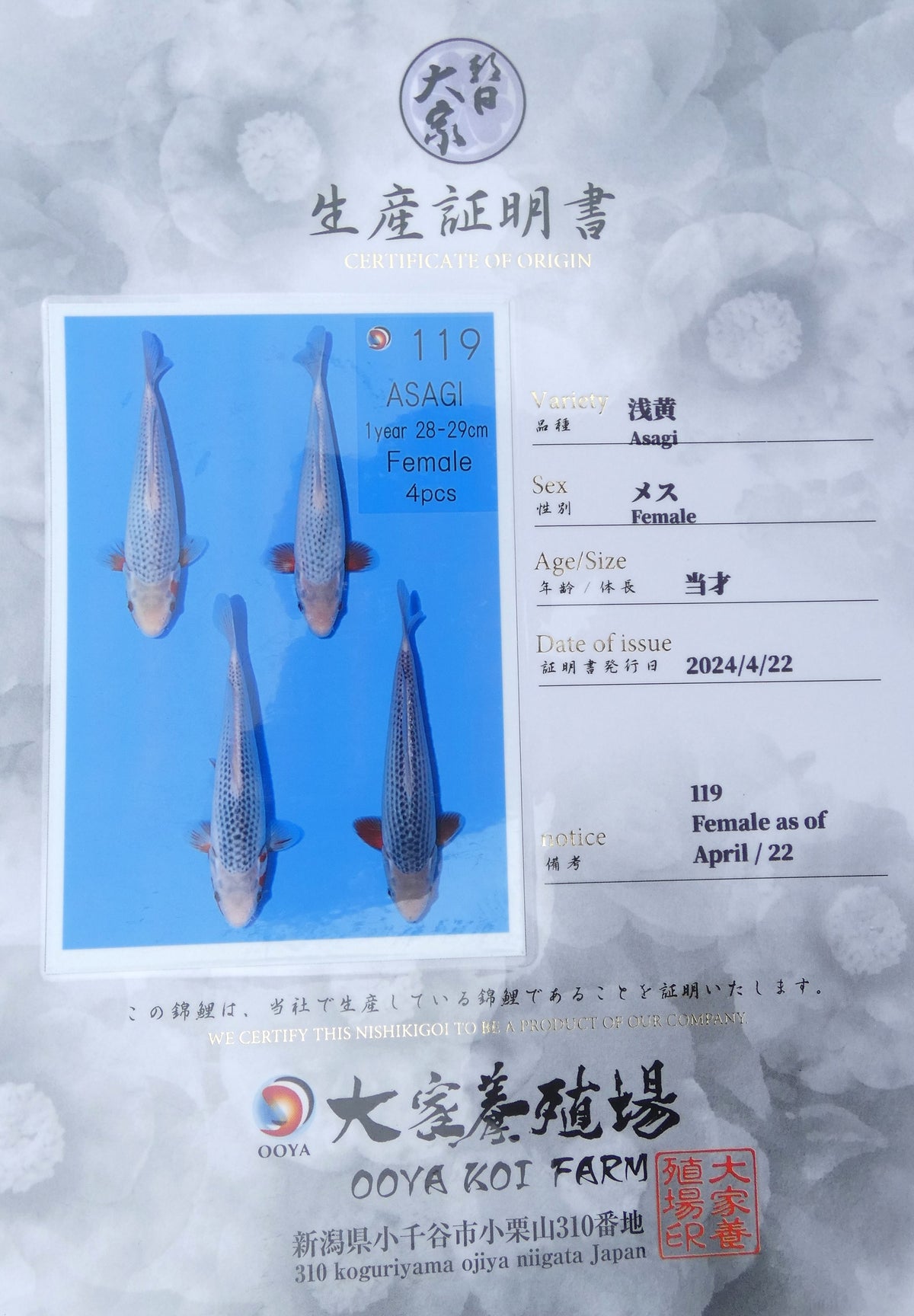 Japankoi Asagi VHQ