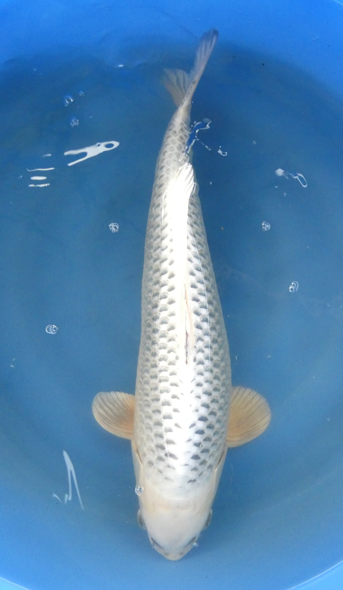 Gin Matsuba 62cm