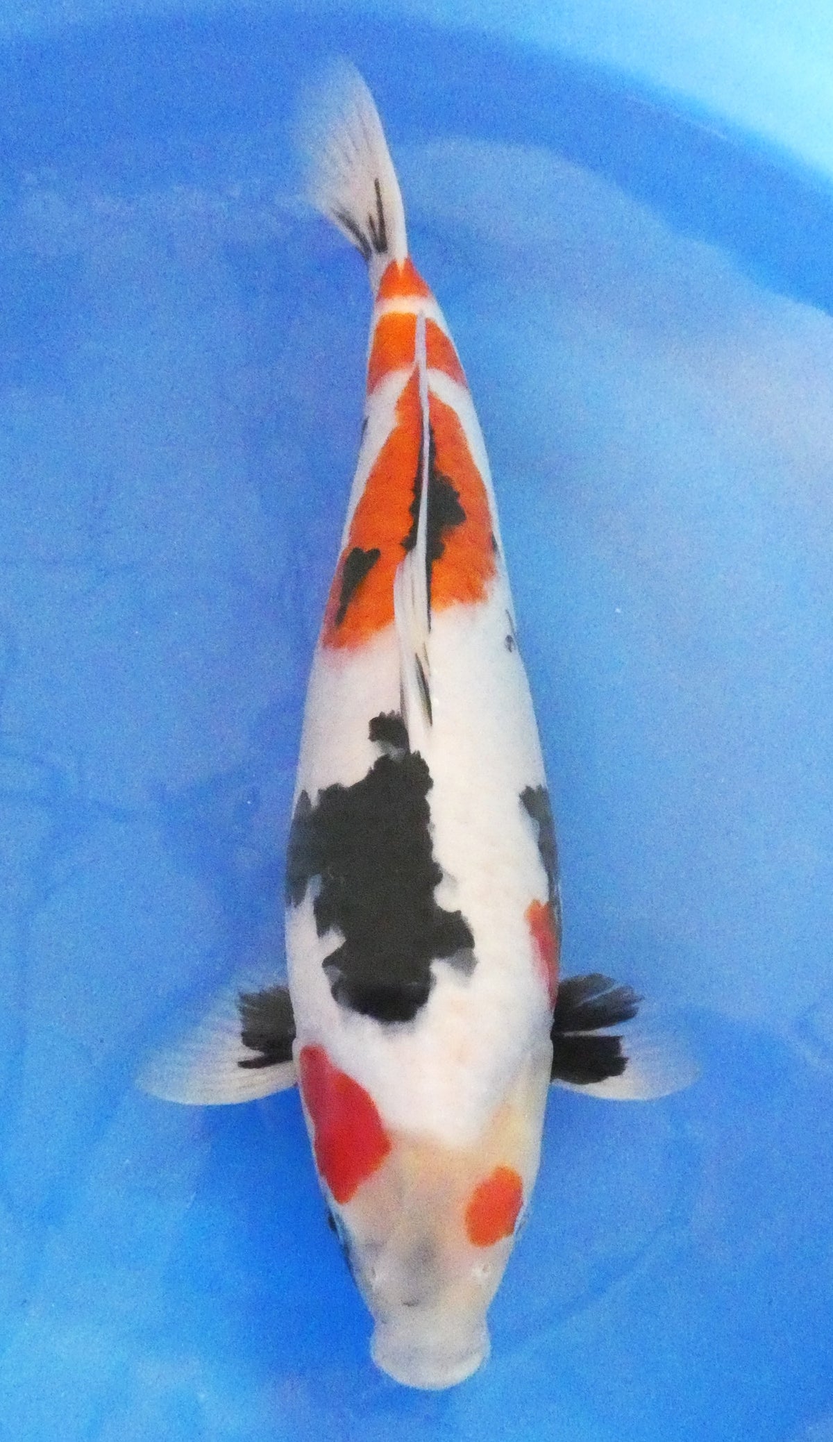 Japankoi Kindai Showa HQ
