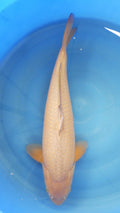 Chagoi 56cm