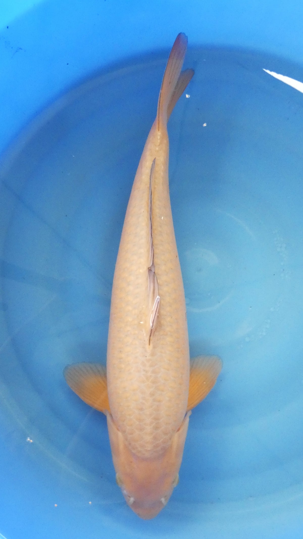 Chagoi 56cm