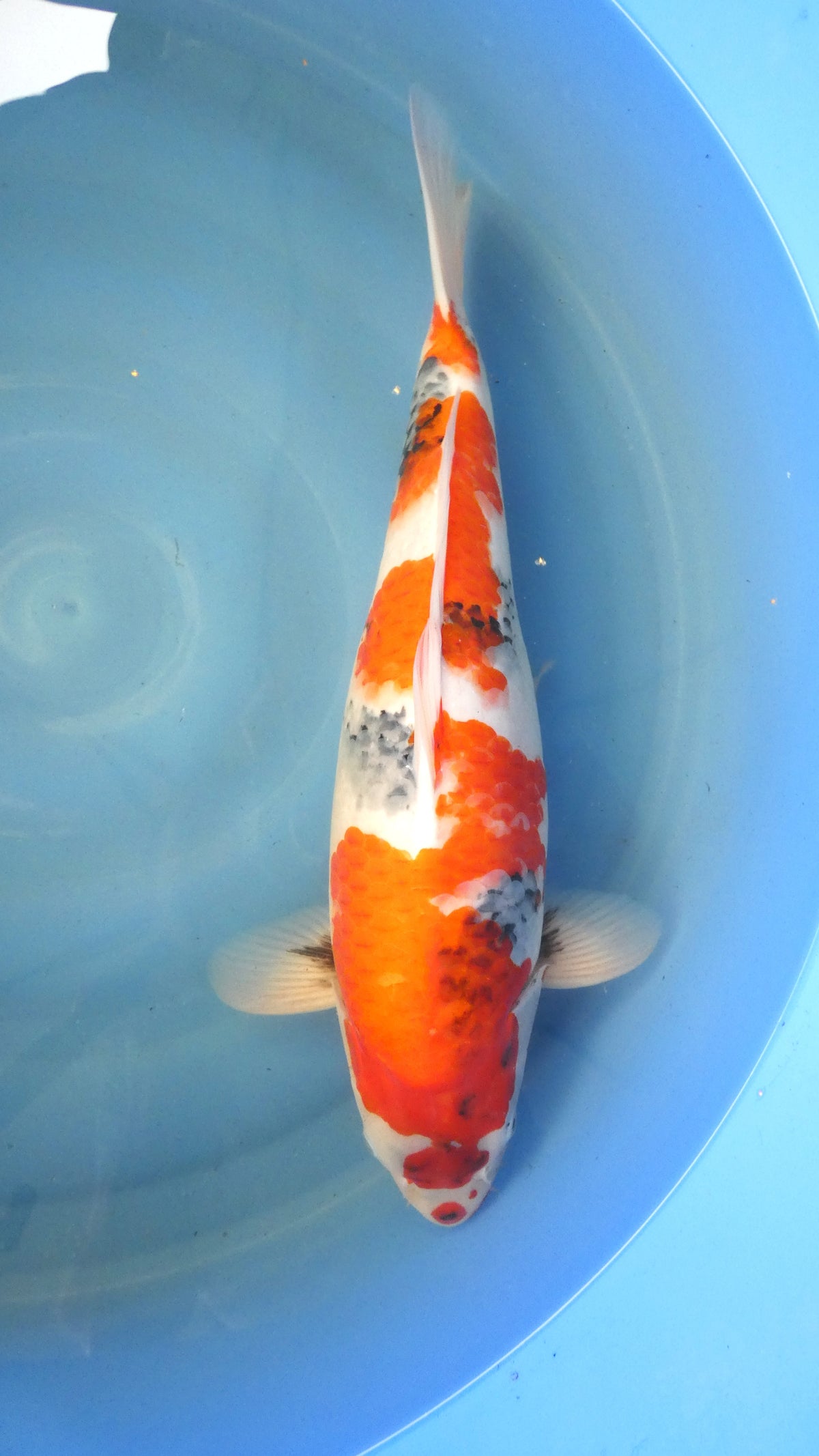 Showa HQ 52cm