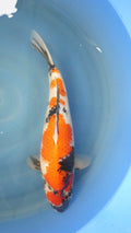 Showa HQ 46cm