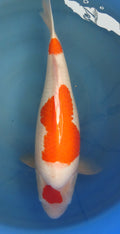 Kohaku HQ 52cm