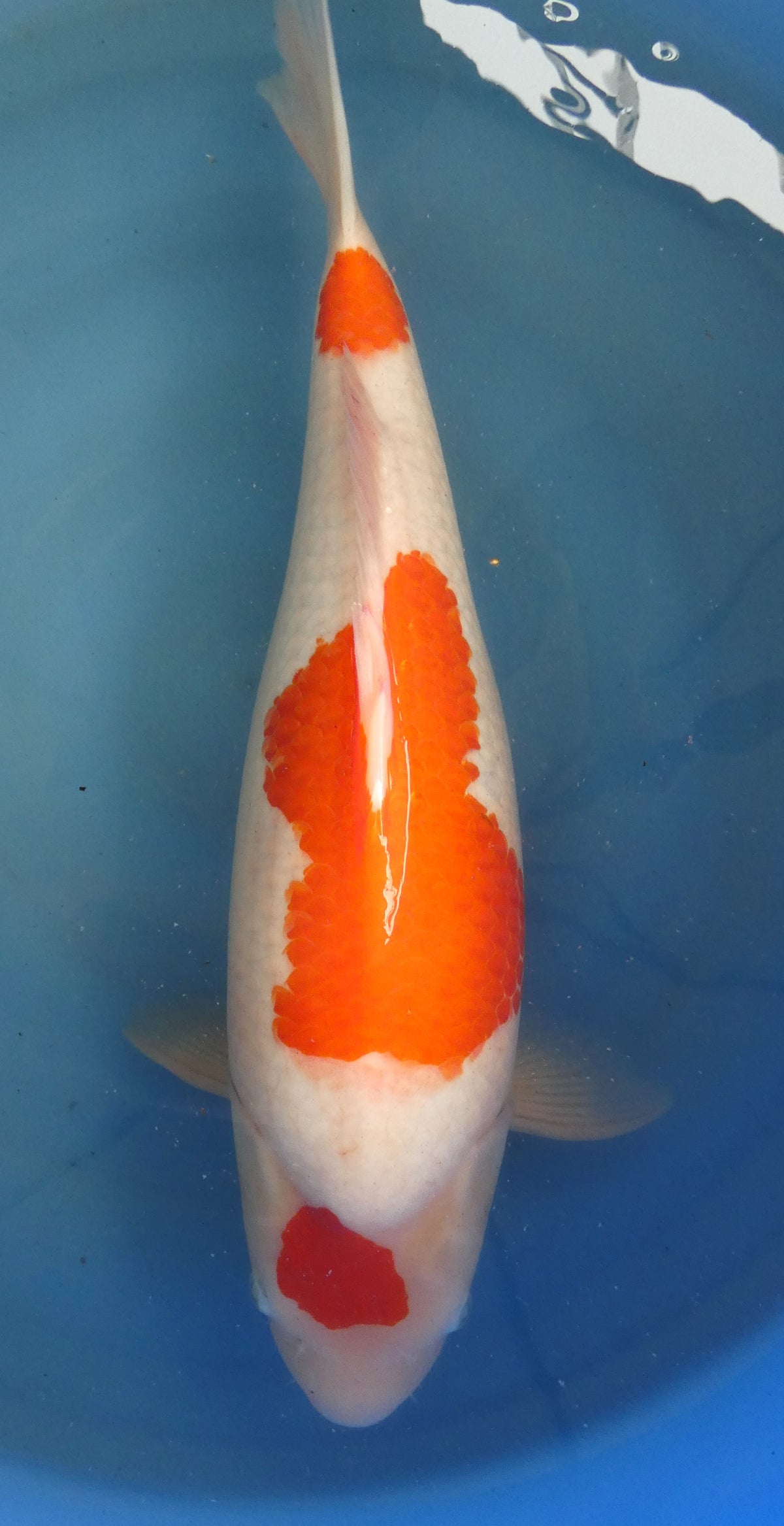 Kohaku HQ 52cm