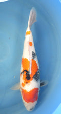 Showa 45cm