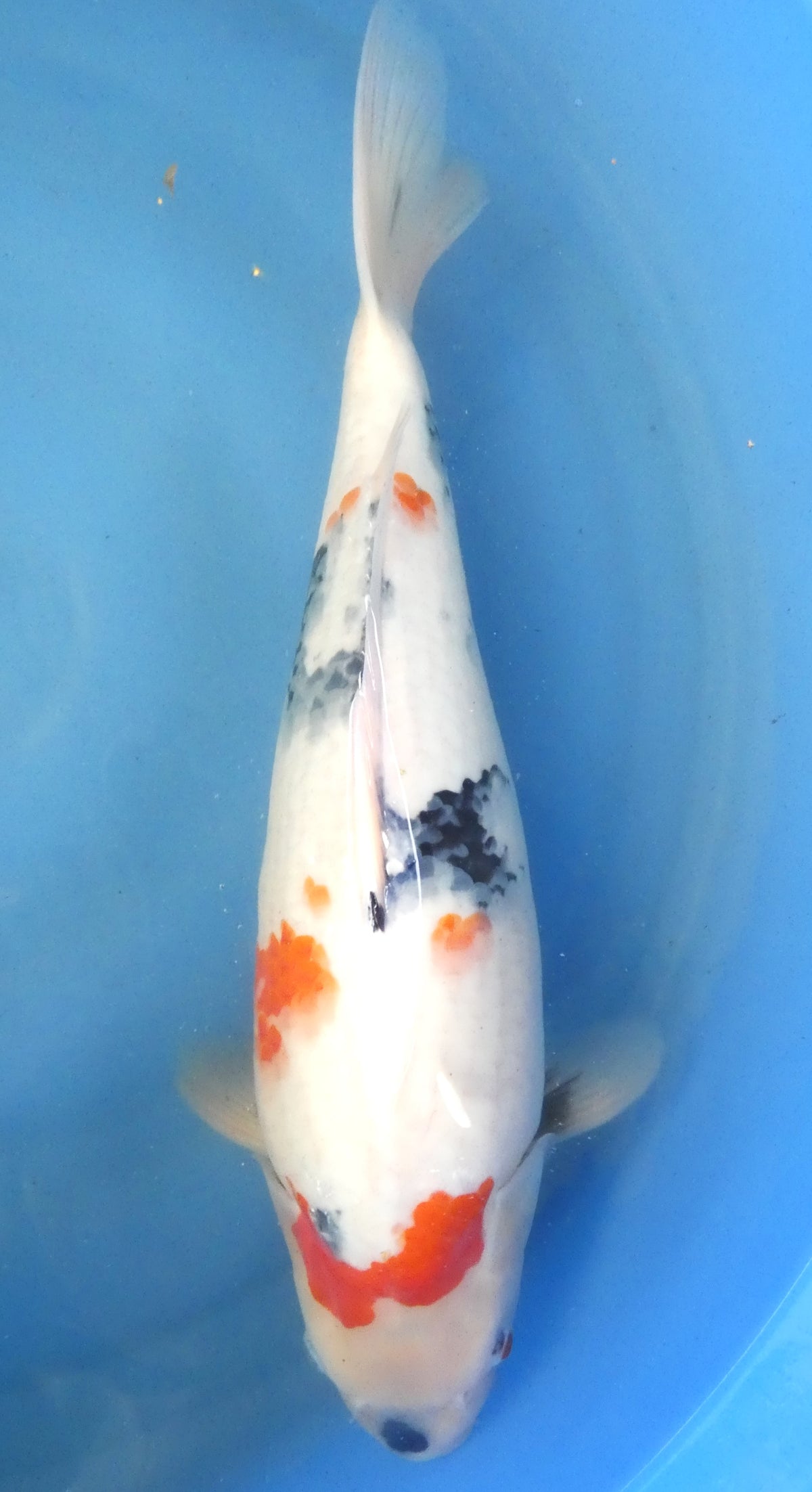 Kindai Showa HQ 48cm