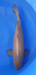 Japankoi Chagoi