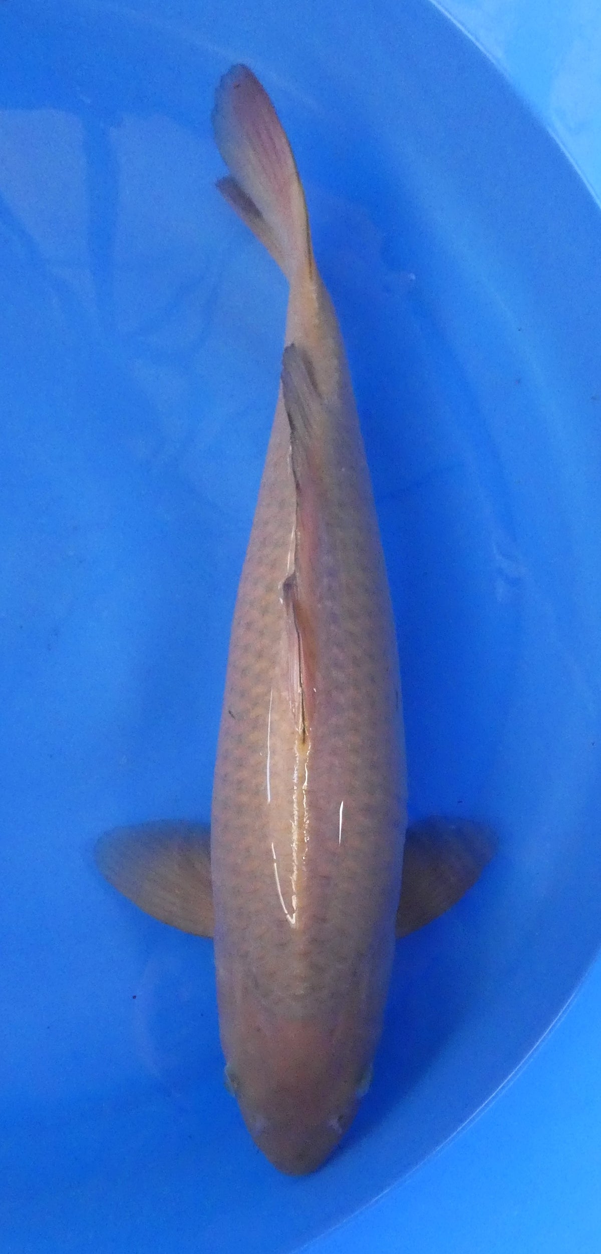 Japankoi Chagoi