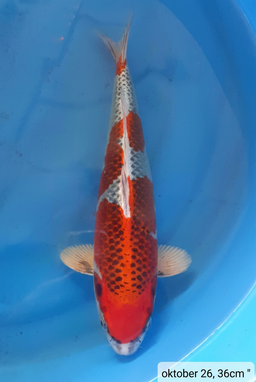 Kujaku 36cm oktober 26