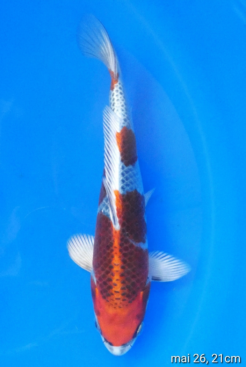 Kujaku 21cm mai 26