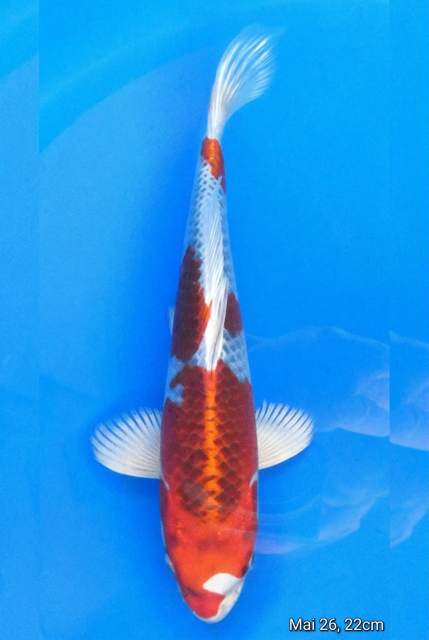 Kujaku Mai 26, 22cm