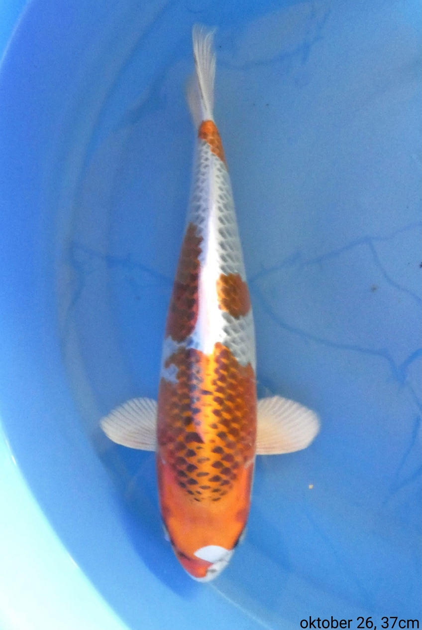 Kujaku 37cm oktober 26