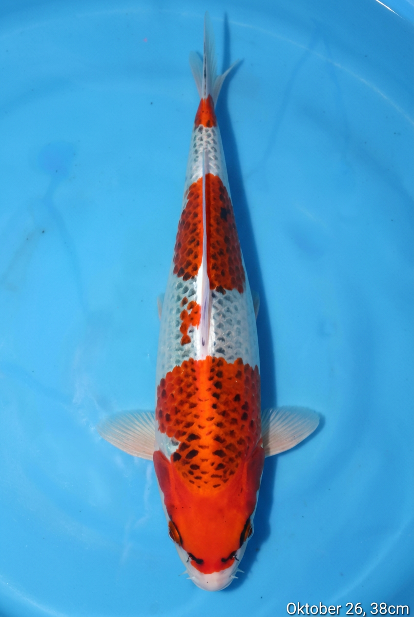 Kujaku HQ 38cm