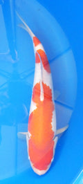 Japankoi Kohaku VHQ