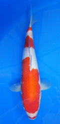 Japankoi Kohaku VHQ