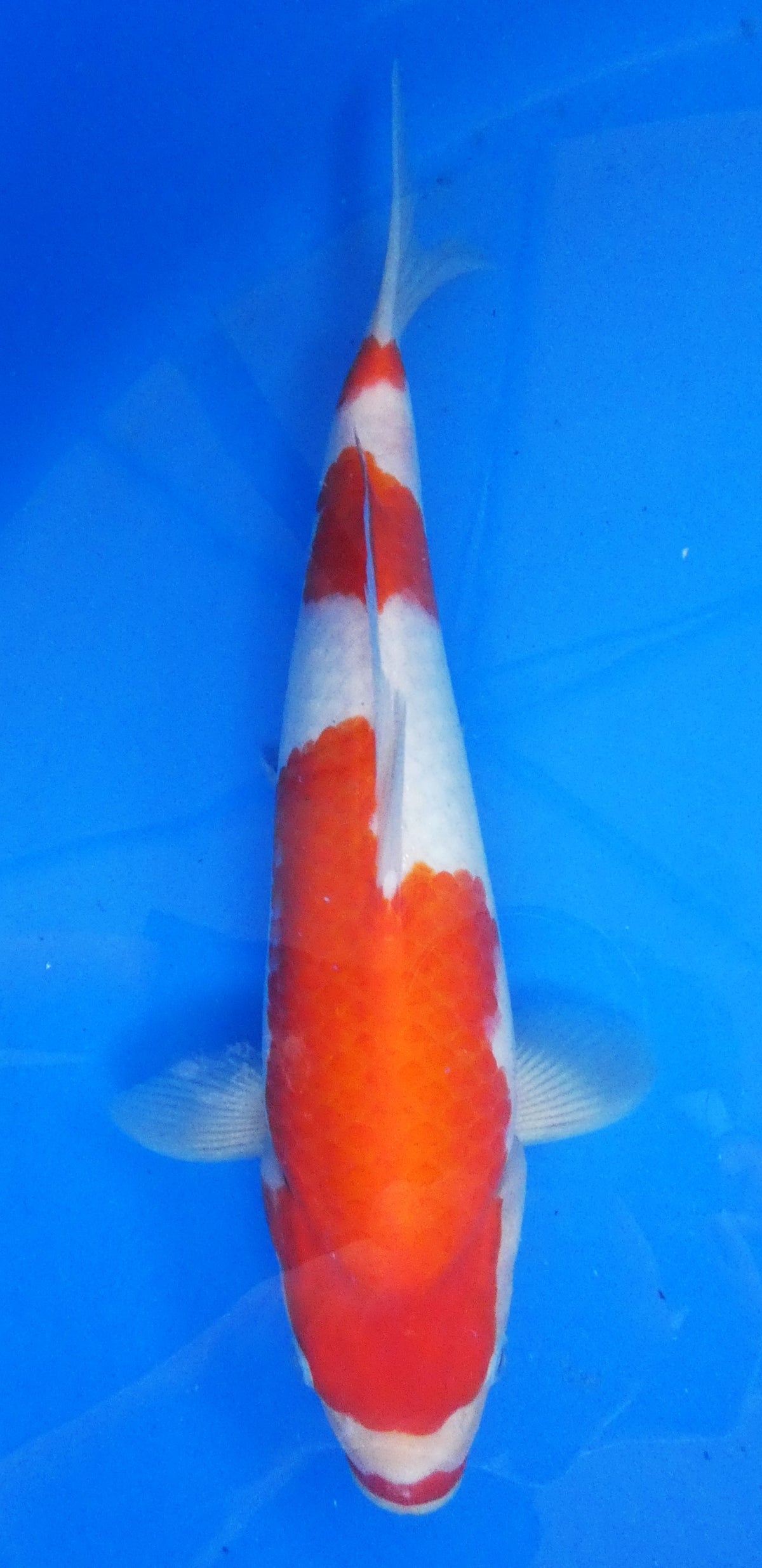 Japankoi Kohaku VHQ