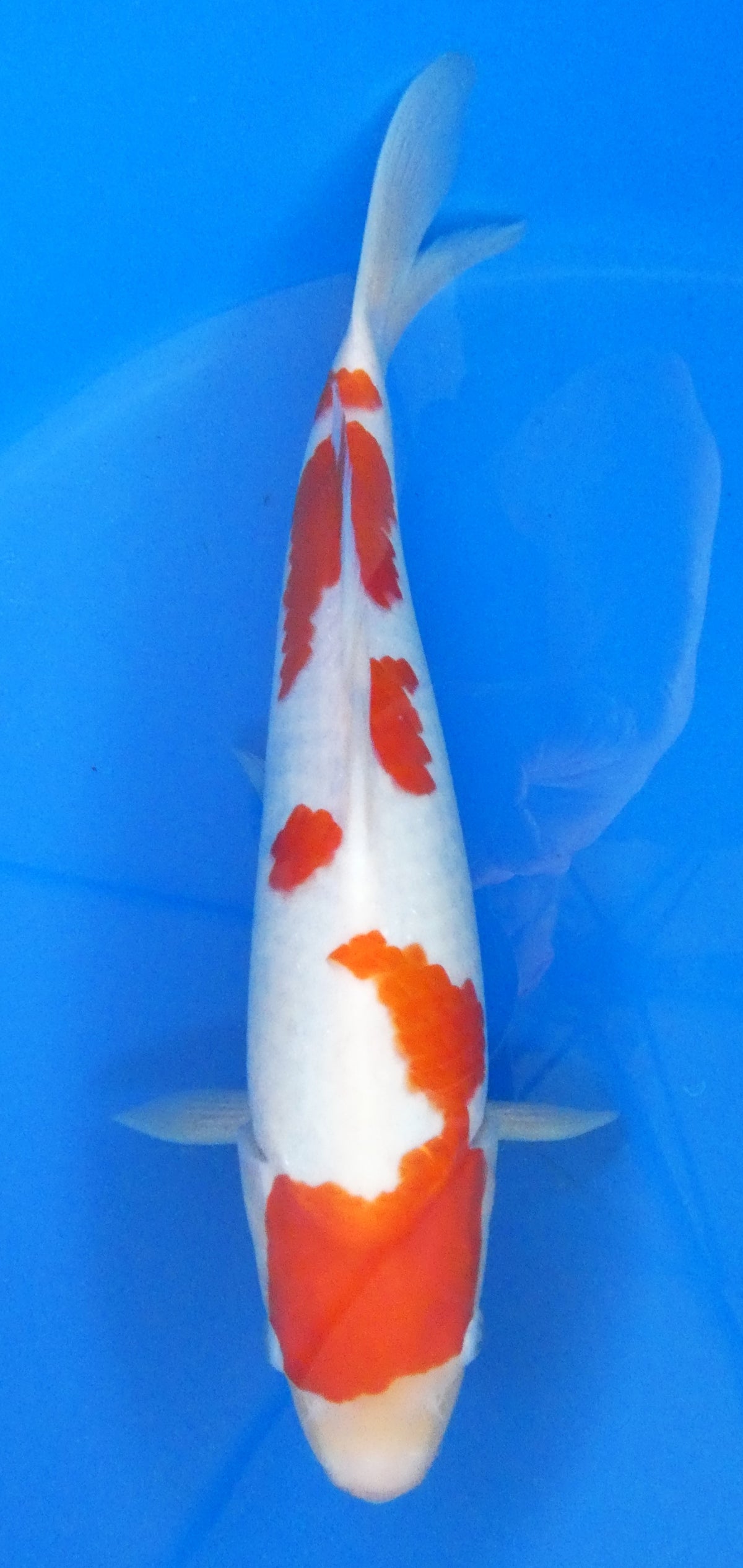 Japankoi Kohaku VHQ