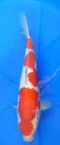 Japankoi Kohaku VHQ