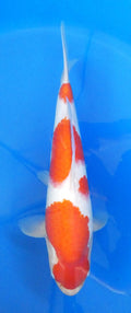 Japankoi Kohaku VHQ