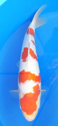 Japankoi Kohaku VHQ